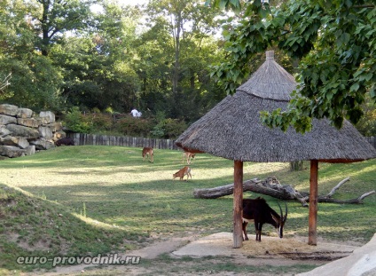 Gradina zoologica din Praga - excursie la gama superioara a parcului