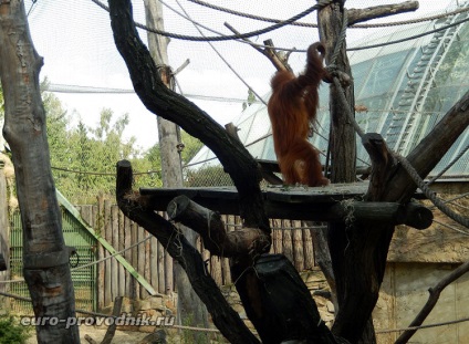 Gradina zoologica din Praga - excursie la gama superioara a parcului