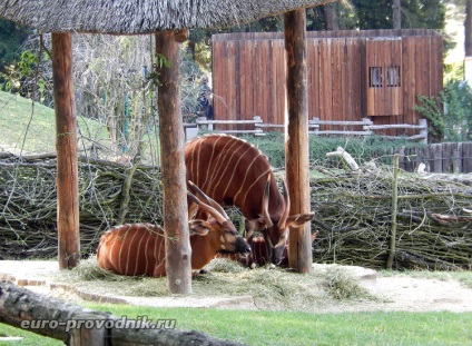 Gradina zoologica din Praga - excursie la gama superioara a parcului