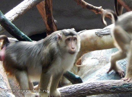 Gradina zoologica din Praga - excursie la gama superioara a parcului