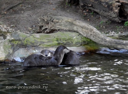 Gradina zoologica din Praga - excursie la gama superioara a parcului