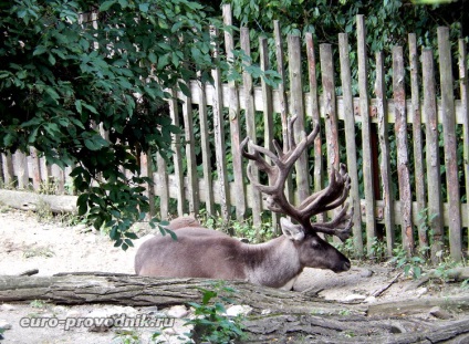 Prága Állatkert - kirándulás a park felső részére