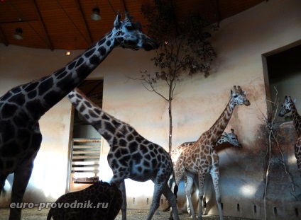 Gradina zoologica din Praga - excursie la gama superioara a parcului