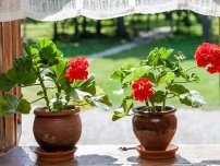 10 cele mai bune plante pentru copii, flori în casă (gospodărie)