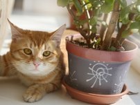 10 cele mai bune plante pentru copii, flori în casă (gospodărie)