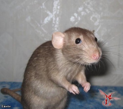 25 Fapte despre șobolani - un mesager la