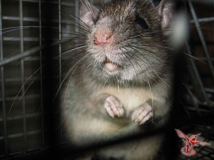 25 Fapte despre șobolani - un mesager la