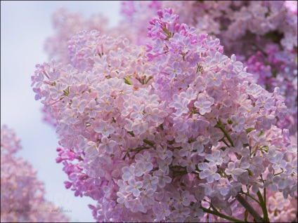 5 momente importante de flori de liliac abundente