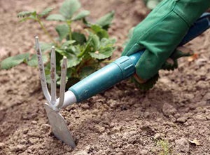 Szőlőtermesztés agrotechnikája - Mashenka fajta leírása, ültetés és gondozás