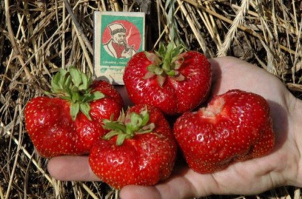 Agrotehnica de cultivare a unei căpșuni - mashenka descrierea unui cultivar, sfaturi privind plantarea și îngrijirea