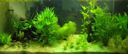 Plante de acvariu, alge, mușchi și altele