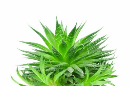 Aloe vera proprietăți de vindecare, rețete
