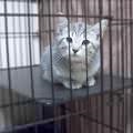 Arestat pisica, ziarul yoshkar-ola