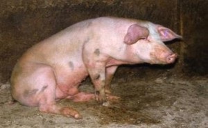 Artrita la simptomele porcilor și tratamentul eficient