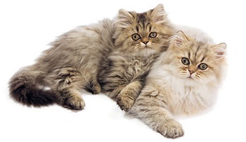 Beaphar picături de purici pentru pisici picături pentru pisici de purice și căpușe - cumpăra ieftin în moscow în ieftin