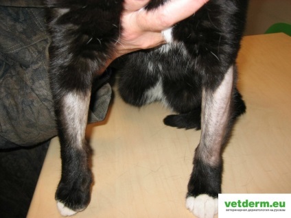 Alopecia simetrică bilaterală la pisici, dermatologie veterinară în limba rusă