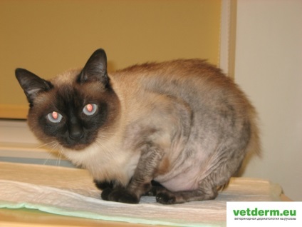 Kétoldalú szimmetrikus alopecia macskáknál, állatorvosi dermatológia orosz nyelven