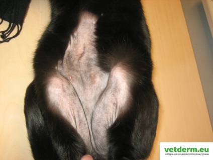 Alopecia simetrică bilaterală la pisici, dermatologie veterinară în limba rusă