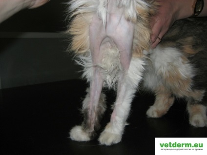 Alopecia simetrică bilaterală la pisici, dermatologie veterinară în limba rusă