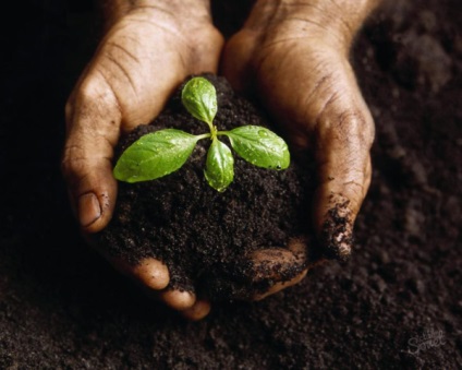 Vermicompost pentru plante de interior