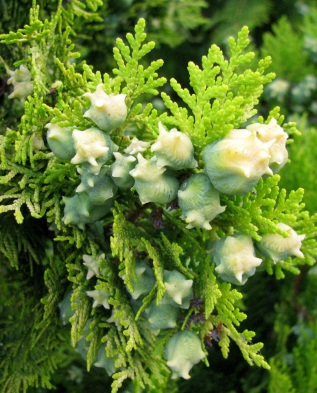 Biota de est și thui vest - plantarea și creșterea, greenmarket