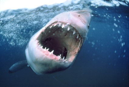 Marele rechin alb, arata si calatoresc!