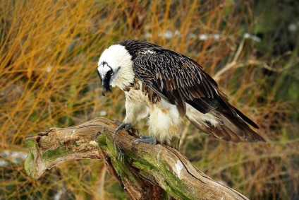 Baza de barbă cu barbă cu barbă cu barbă (gypaetus barbatus), habitatul habitatului, habitatul biotopului