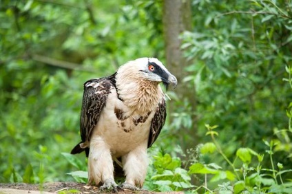 Barbatul cu barbă în barbă (gypaetus barbatus) fotografiază mielul, habitatul habitatului, habitatul biotopului