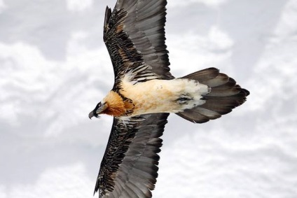 Baza de barbă cu barbă cu barbă cu barbă (gypaetus barbatus), habitatul habitatului, habitatul biotopului