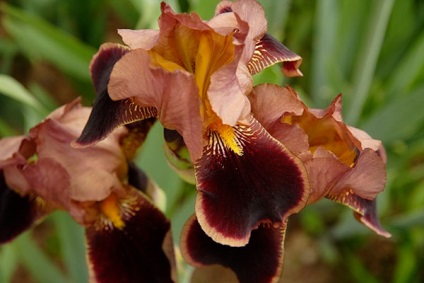 Irisuri barbă de la plantarea puilor până la înflorire, tratament și unele greșeli în creștere