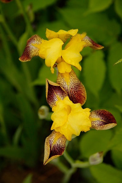 Irisuri barbă de la plantarea puilor până la înflorire, tratament și unele greșeli în creștere