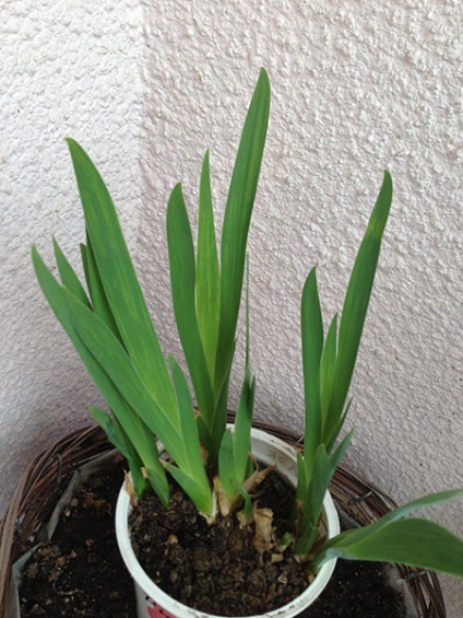 Irisuri barbate de la plantarea puilor până la înflorire, tratament și unele greșeli în creștere