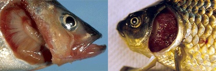 Branhiomicoză de pește, putregai, sursă de infecție, etiologia degradării ghiarelor, incubare
