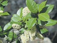 Bird cireș - plantare și îngrijire, grădinar (gospodărie)