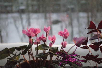 Ce se poate face pentru ca plantele să supraviețuiască în timpul iernii