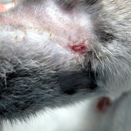 Mi a teendő, ha a műtét után a patkánynak van egy varrása, expertoza