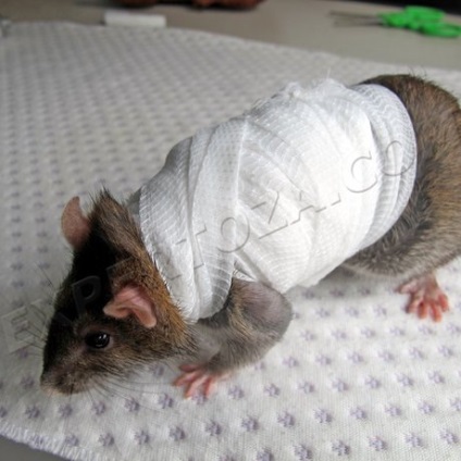 Ce trebuie făcut dacă, după operație, șobolanul are o cusătură, o expertiză