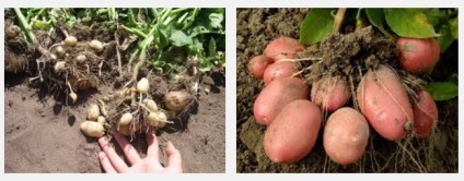 Ceea ce este mai periculos pentru o recoltă de cartofi este o vară uscată sau o umezire excesivă