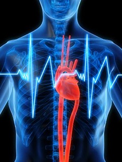 Ce trebuie să știți despre inimă și puls pentru a îmbunătăți eficacitatea părții 1 de formare