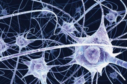 Care sunt descrierile, structura și funcția neuronilor motor neuroni