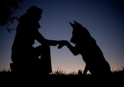 Ce este un câine în casă (31 fotografii) - trinitate