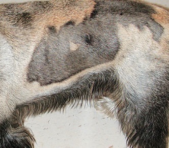 Alopecia ciclică a trunchiului de câini (alopecie sezonieră a trunchiului), medic veterinar