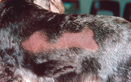 Alopecia ciclică a trunchiului de câini (alopecie sezonieră a trunchiului), medic veterinar