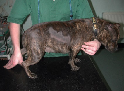 A kutyák törzsének ciklikus alopétiája (a törzs szezonális alopétiája), állatorvos