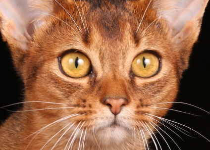 Culoarea ochilor pisicilor abisinian