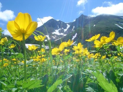 Flori Kamchatka