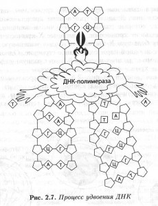 Diviziunea celulară - mitoză