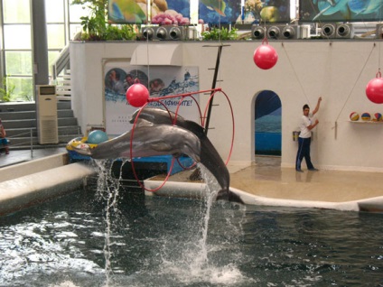 Dolphinarium, varna, descriere bulgară, fotografie, unde este pe hartă, cum să obțineți