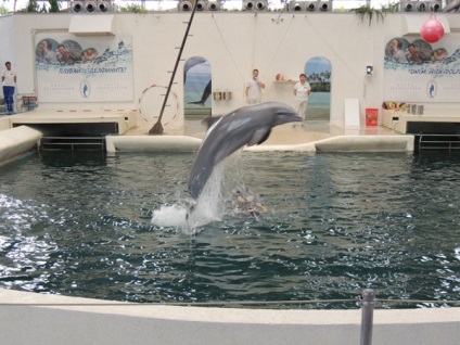 Dolphinarium, varna, descriere bulgară, fotografie, unde este pe hartă, cum să obțineți