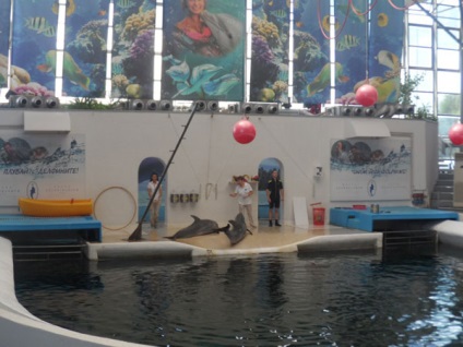 Dolphinarium, varna, descriere bulgară, fotografie, unde este pe hartă, cum să obțineți